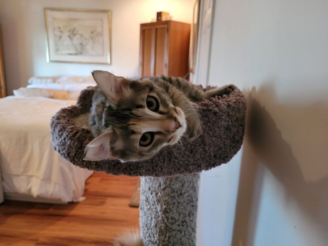 Lyra aka Wiggly — thumbnail 3