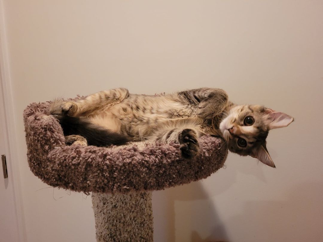 Lyra aka Wiggly — thumbnail 4