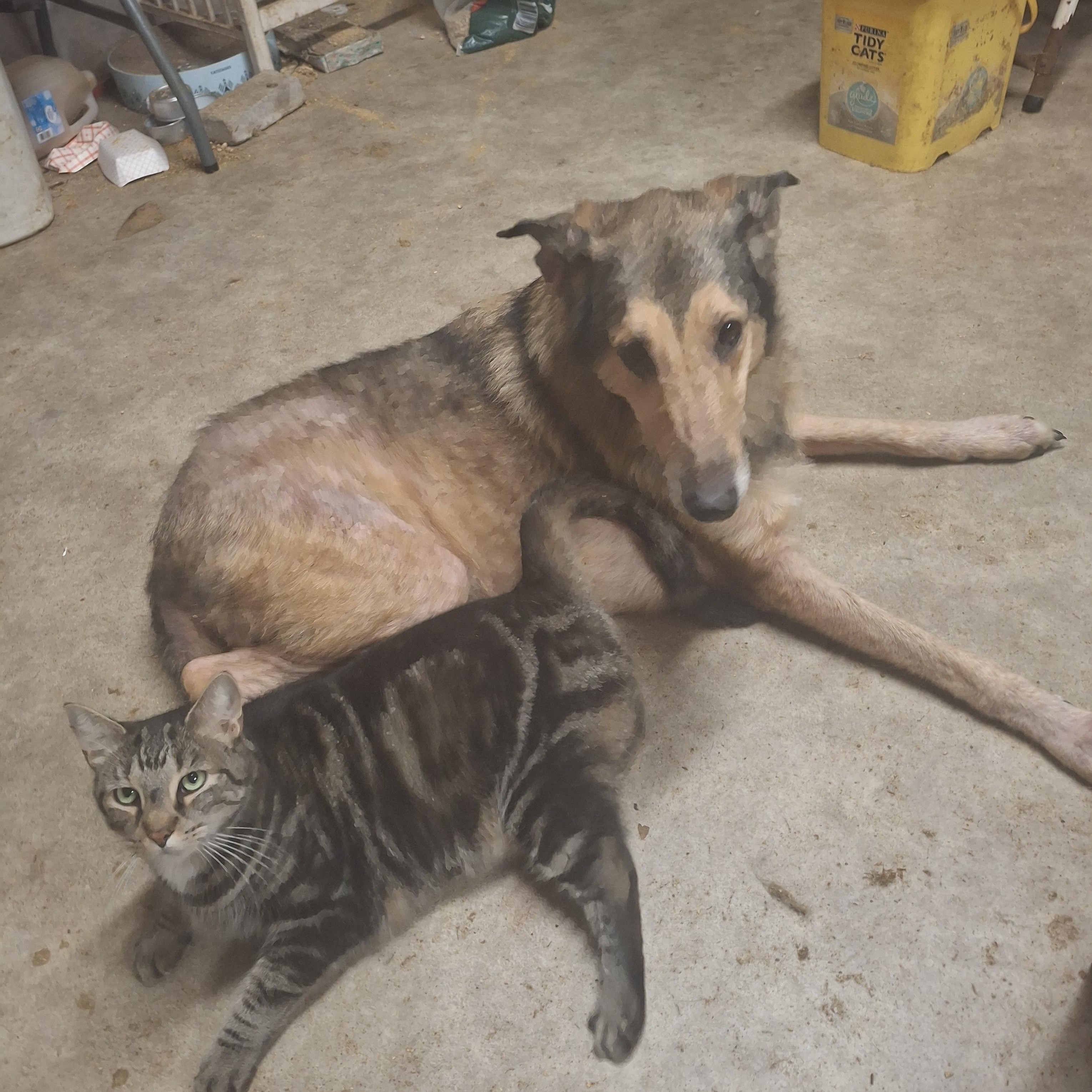 Enlarge Silo (Trident), a Adoptable mixed breed in Eaton Rapids, MI image 1/5