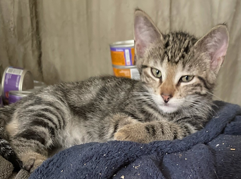 Enlarge Silo (Trident), a Adoptable mixed breed in Eaton Rapids, MI image 4/5