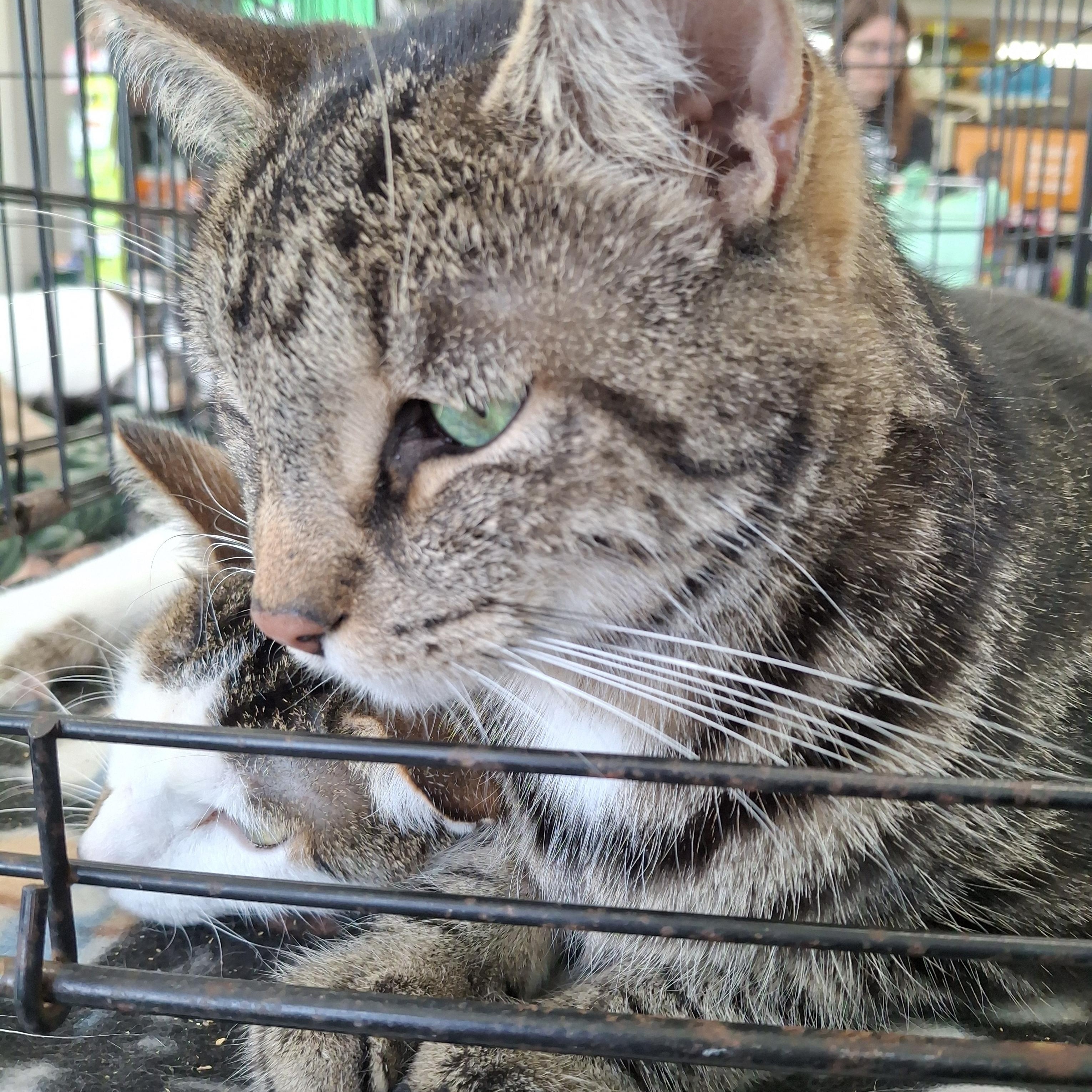 Enlarge Silo (Trident), a Adoptable mixed breed in Eaton Rapids, MI image 2/5