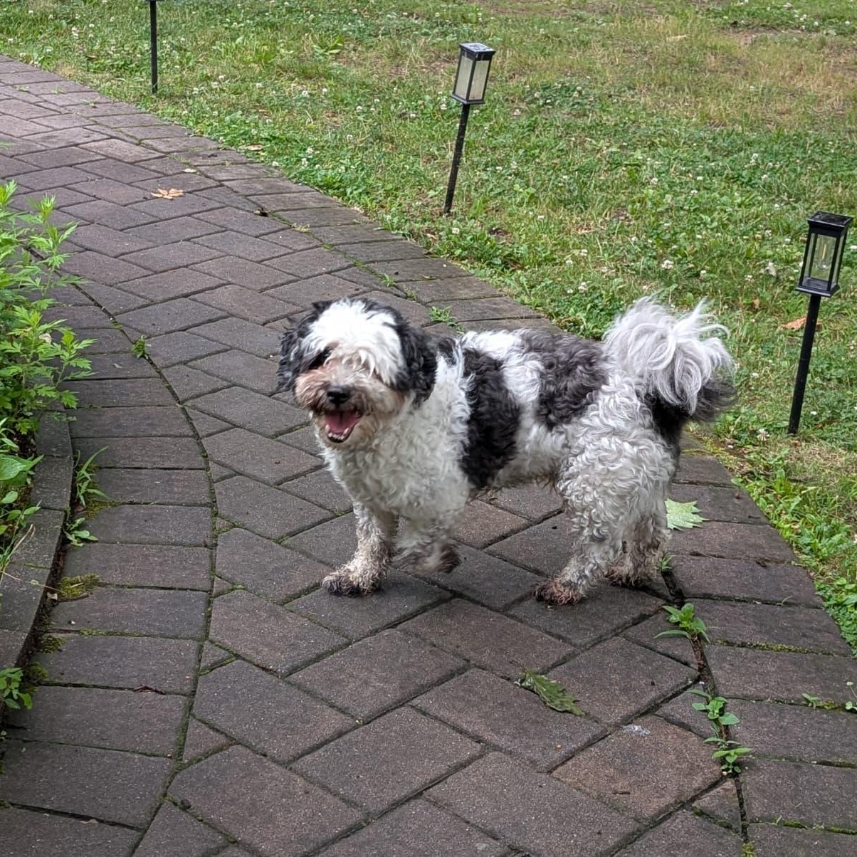 Enlarge Tuckin, a ADOPTABLE mixed breed in New York, NY image 5/6