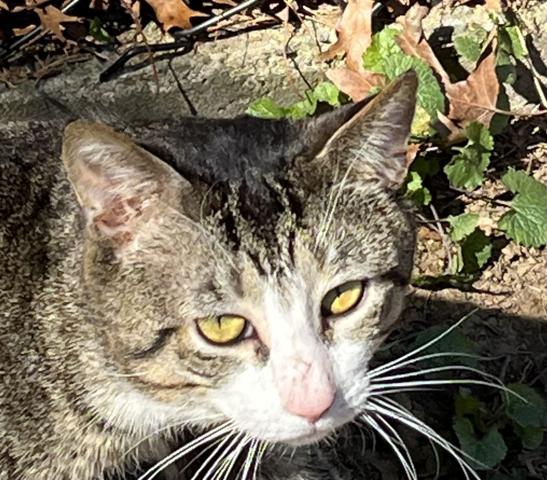 Pinky, a Adopted mixed breed in Melville, NY image 1/4