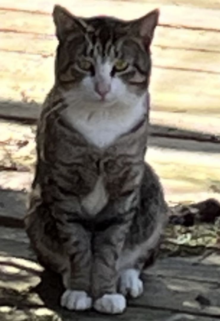 Pinky, a Adopted mixed breed in Melville, NY image 2/4