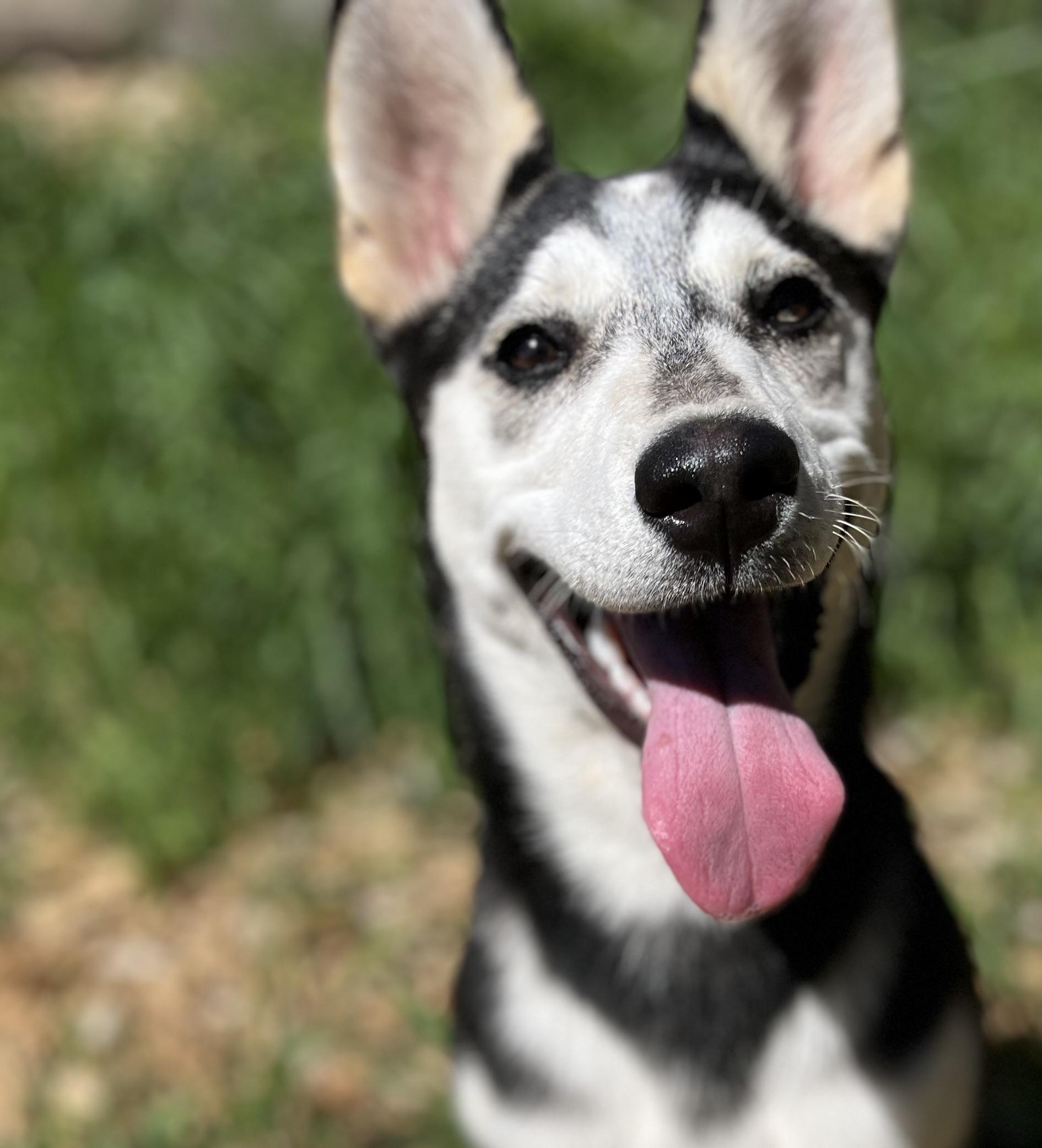 Mandy, ADOPTABLE, Young Female Siberian Husky.