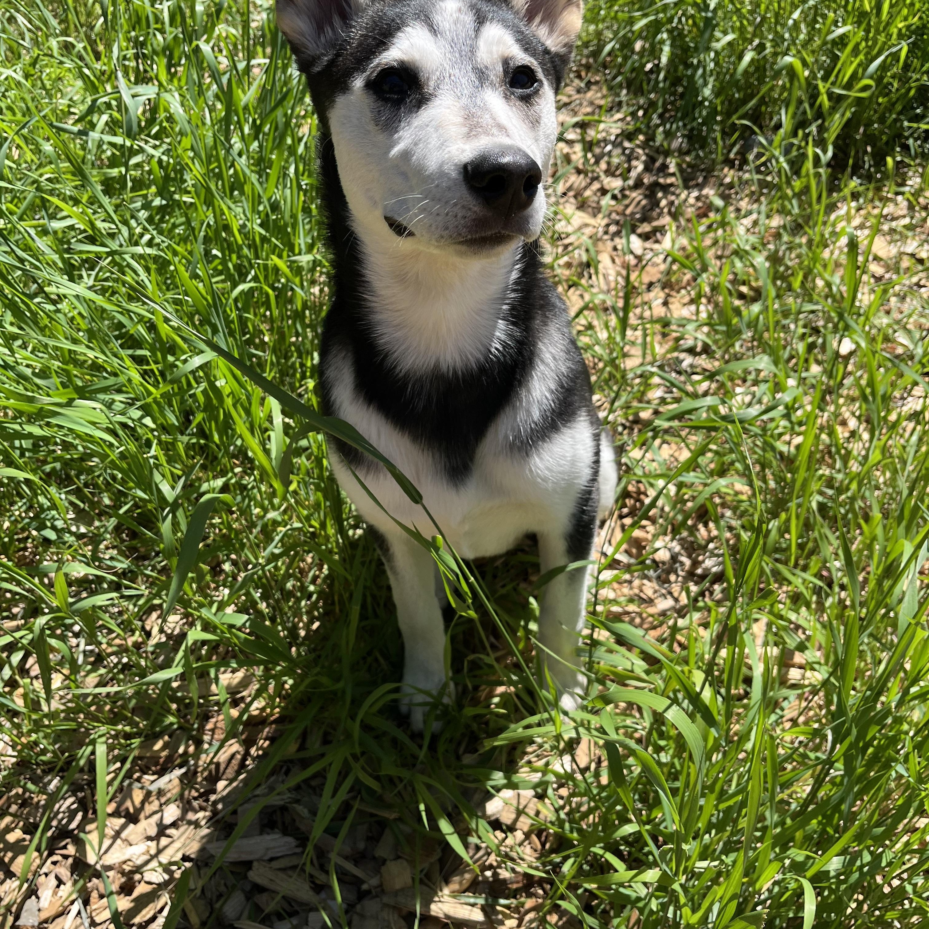 Mandy, a ADOPTABLE mixed breed in Snoqualmie, WA image 3/6