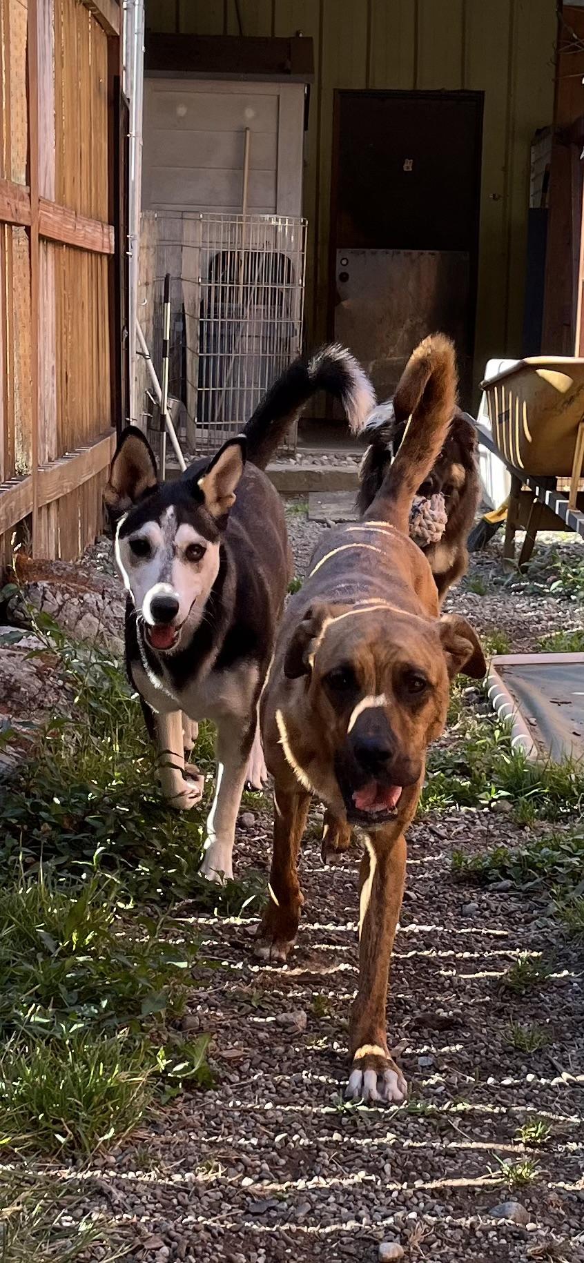 Enlarge Diamond, a ADOPTABLE mixed breed in Snoqualmie, WA image 4/5