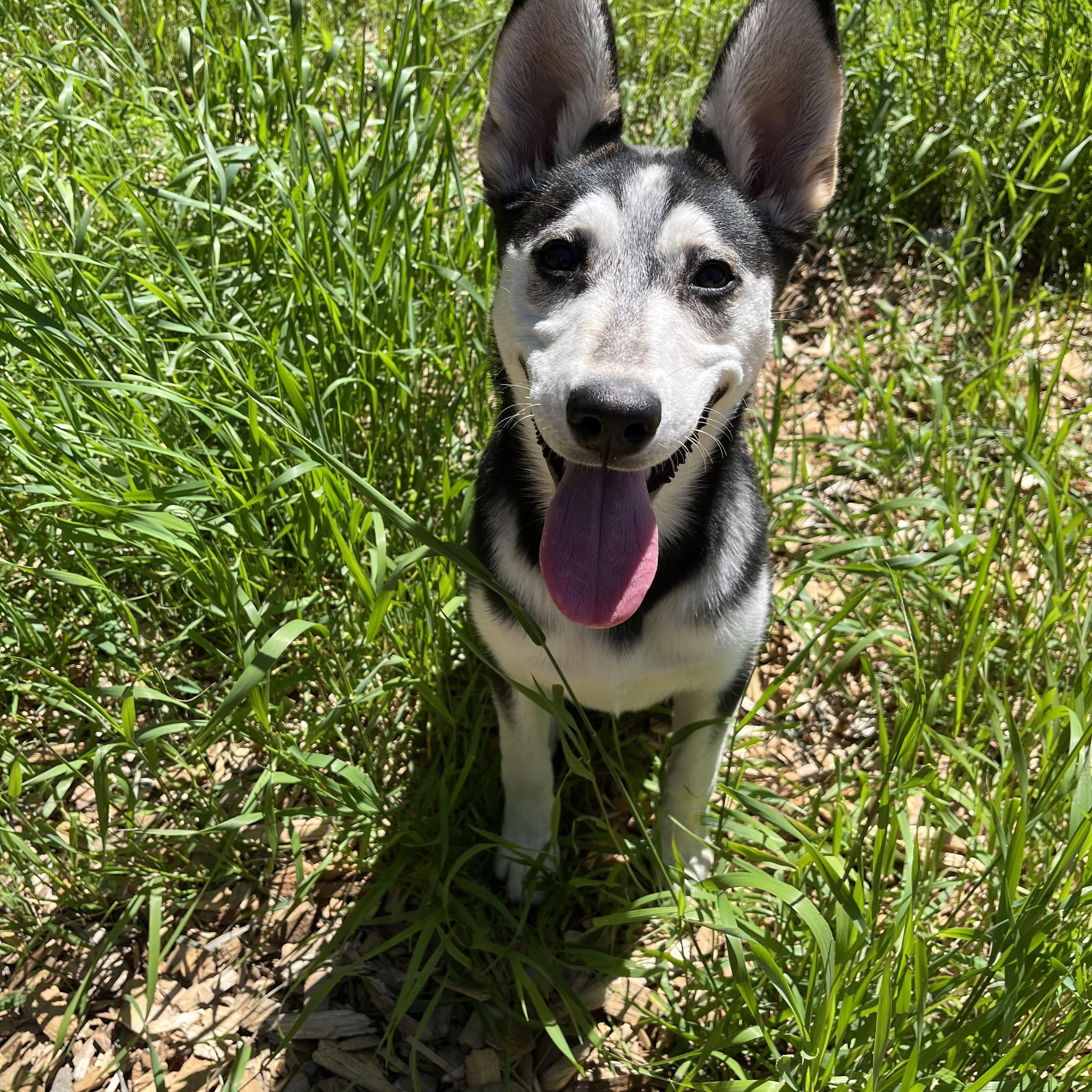 Mandy, a ADOPTABLE mixed breed in Snoqualmie, WA image 4/6