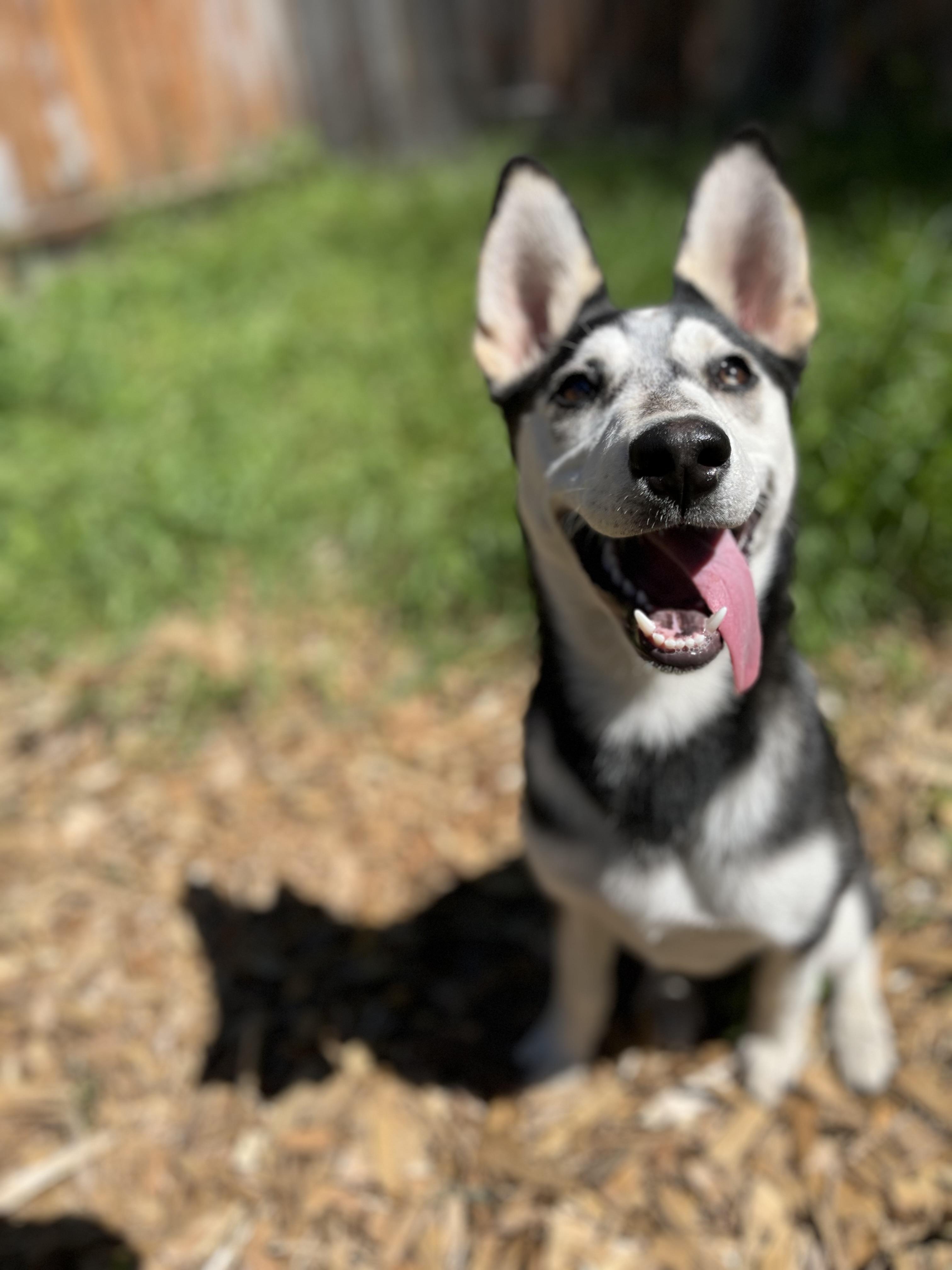 Mandy, a ADOPTABLE mixed breed in Snoqualmie, WA image 6/6
