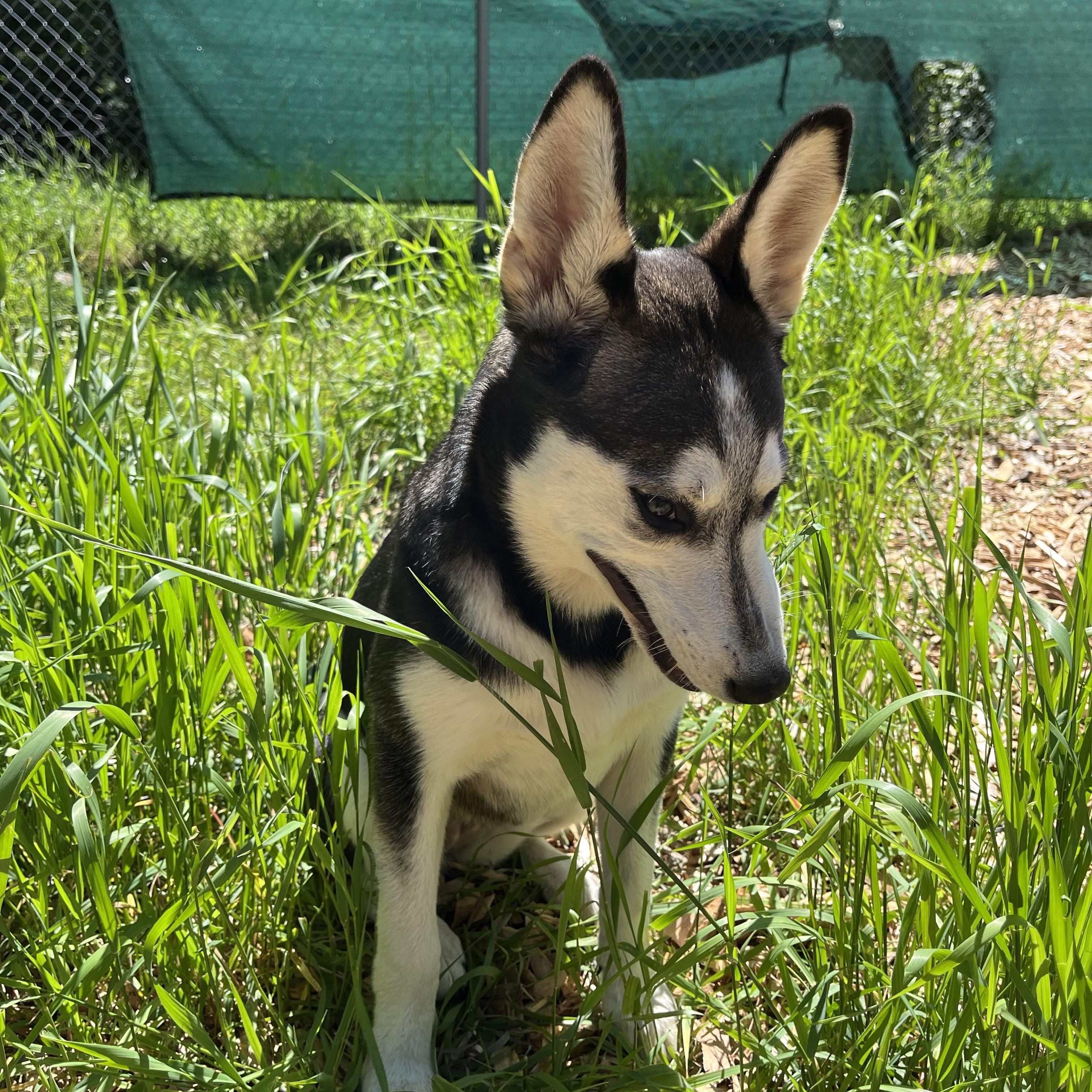 Mandy, a ADOPTABLE mixed breed in Snoqualmie, WA image 2/6