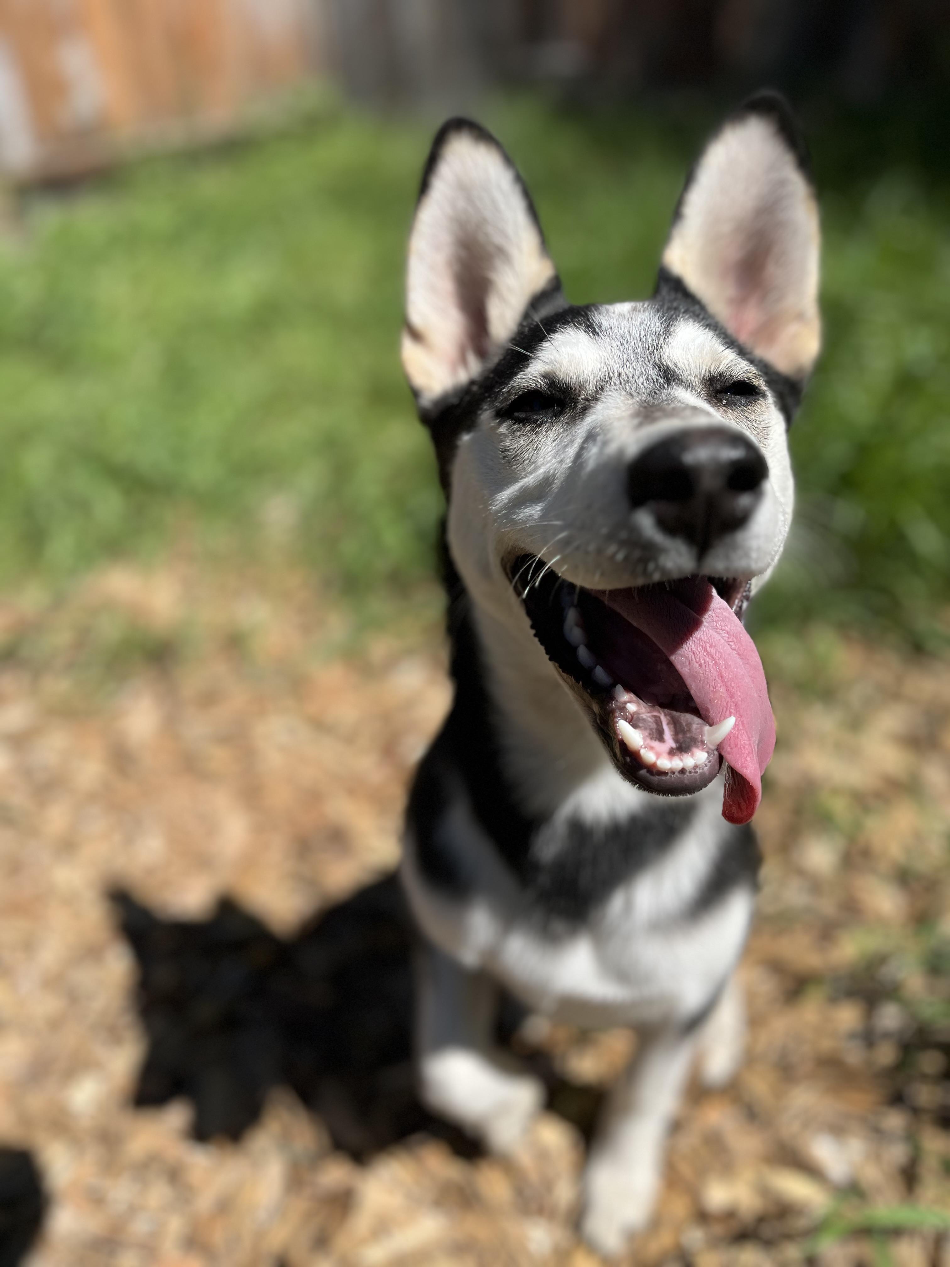 Mandy, a ADOPTABLE mixed breed in Snoqualmie, WA image 5/6