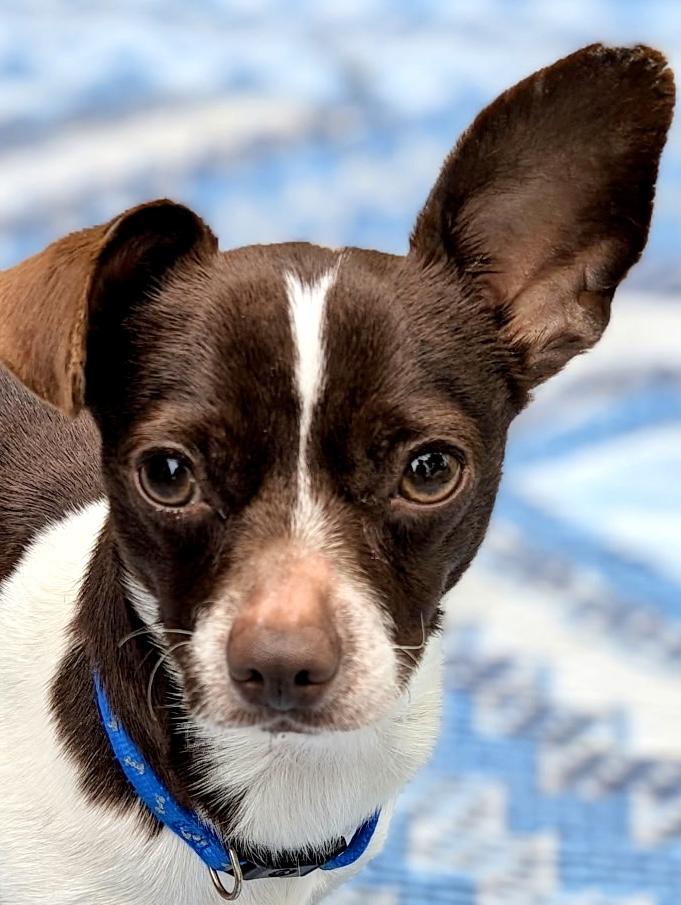 Enlarge Darla, an adopted Chihuahua in Ladson, SC image 2/4
