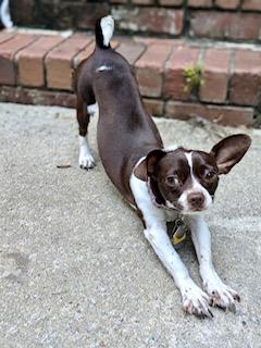 Enlarge Darla, an adopted Chihuahua in Ladson, SC image 4/4