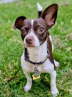 Darla, adopted, Adult Female Chihuahua.