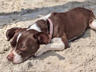 Enlarge Darla, an adopted Chihuahua in Ladson, SC image 3/4