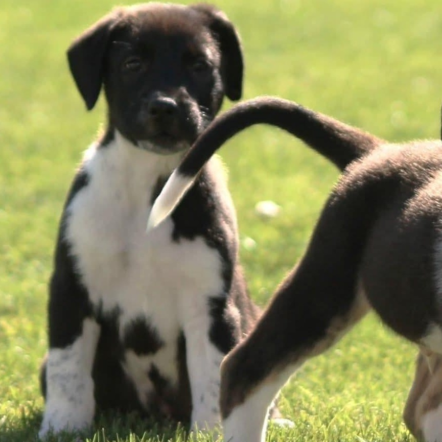 Enlarge Jay, a Adoptable mixed breed in Kentwood, MI image 4/6