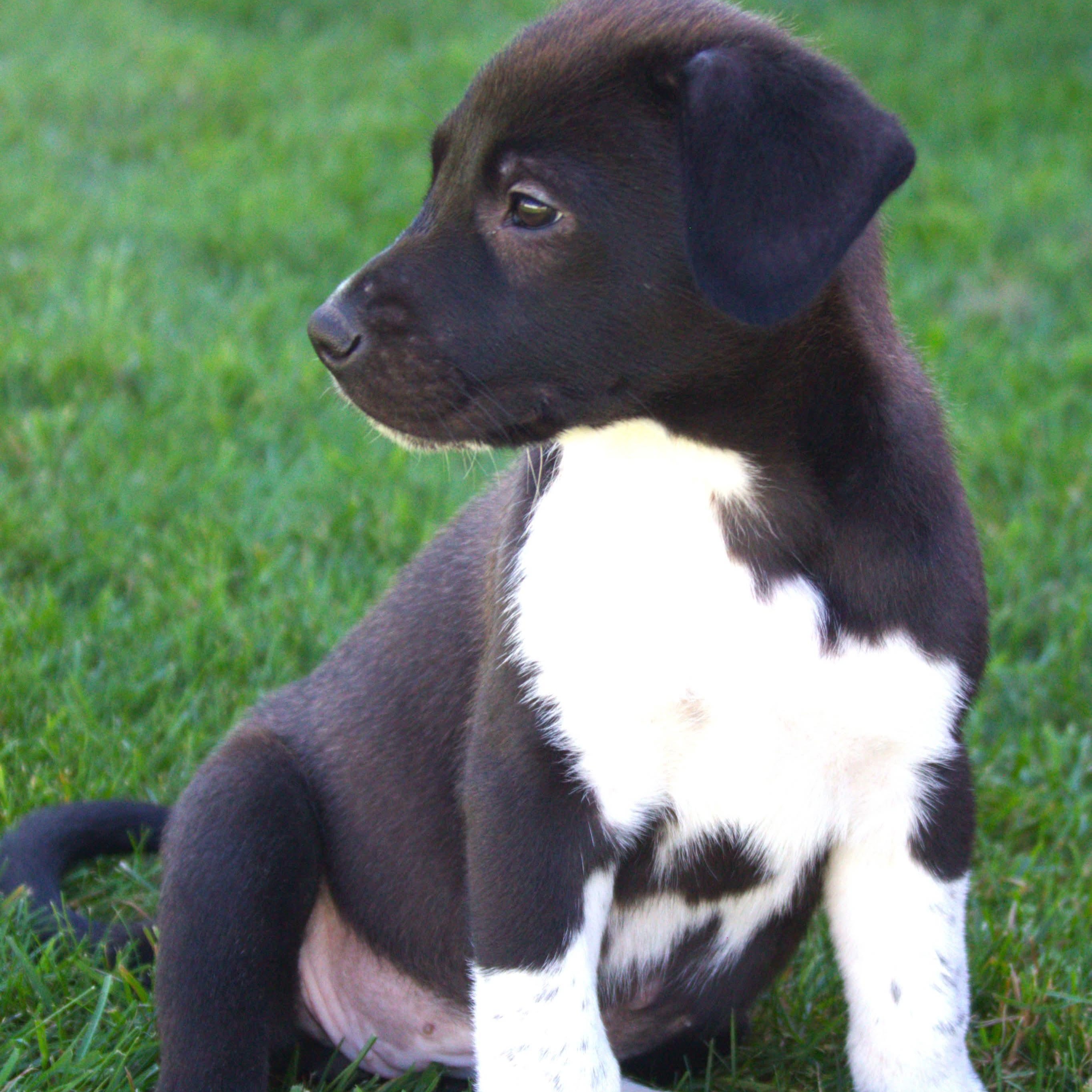 Enlarge Jay, a Adoptable mixed breed in Kentwood, MI image 3/6