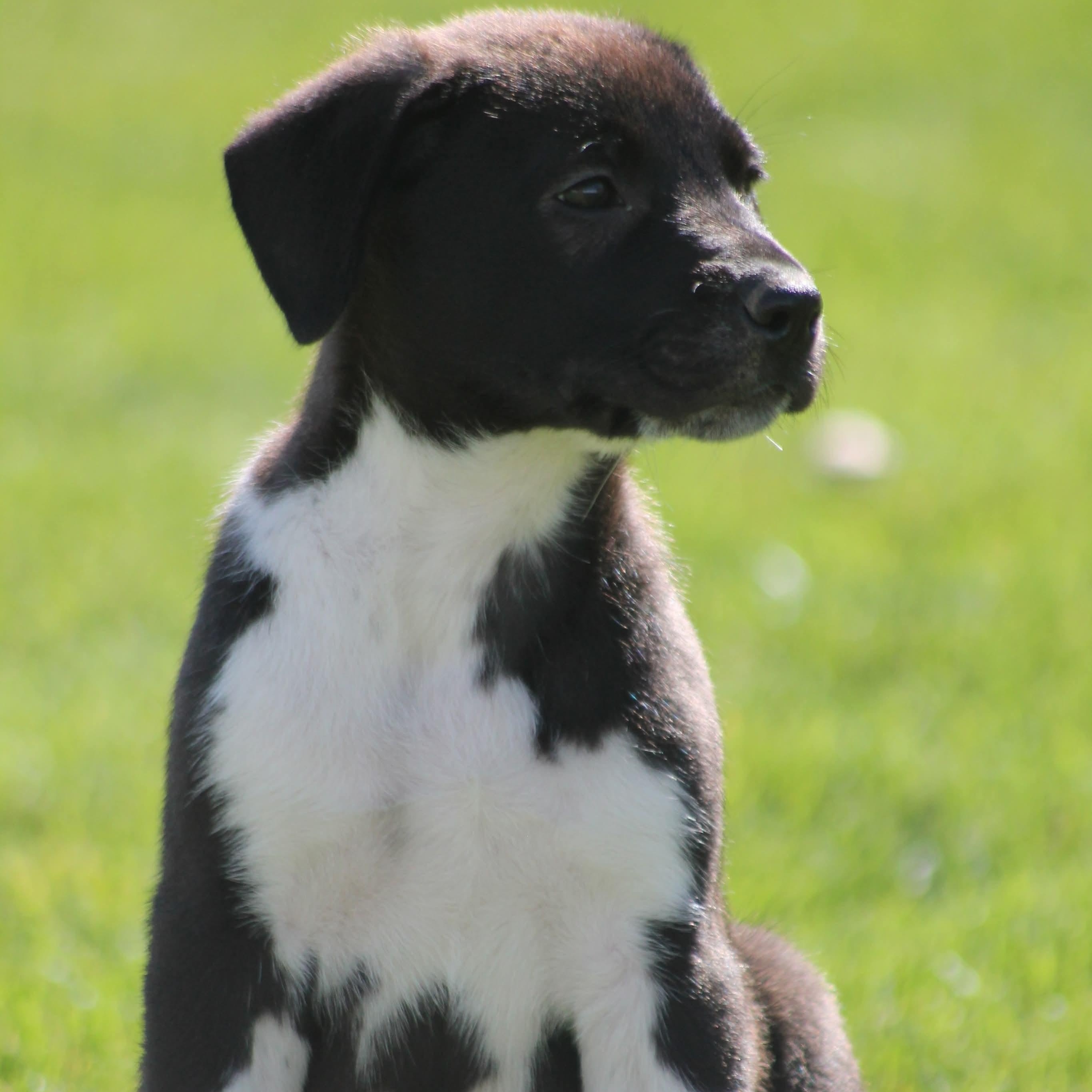 Enlarge Jay, a Adoptable mixed breed in Kentwood, MI image 6/6