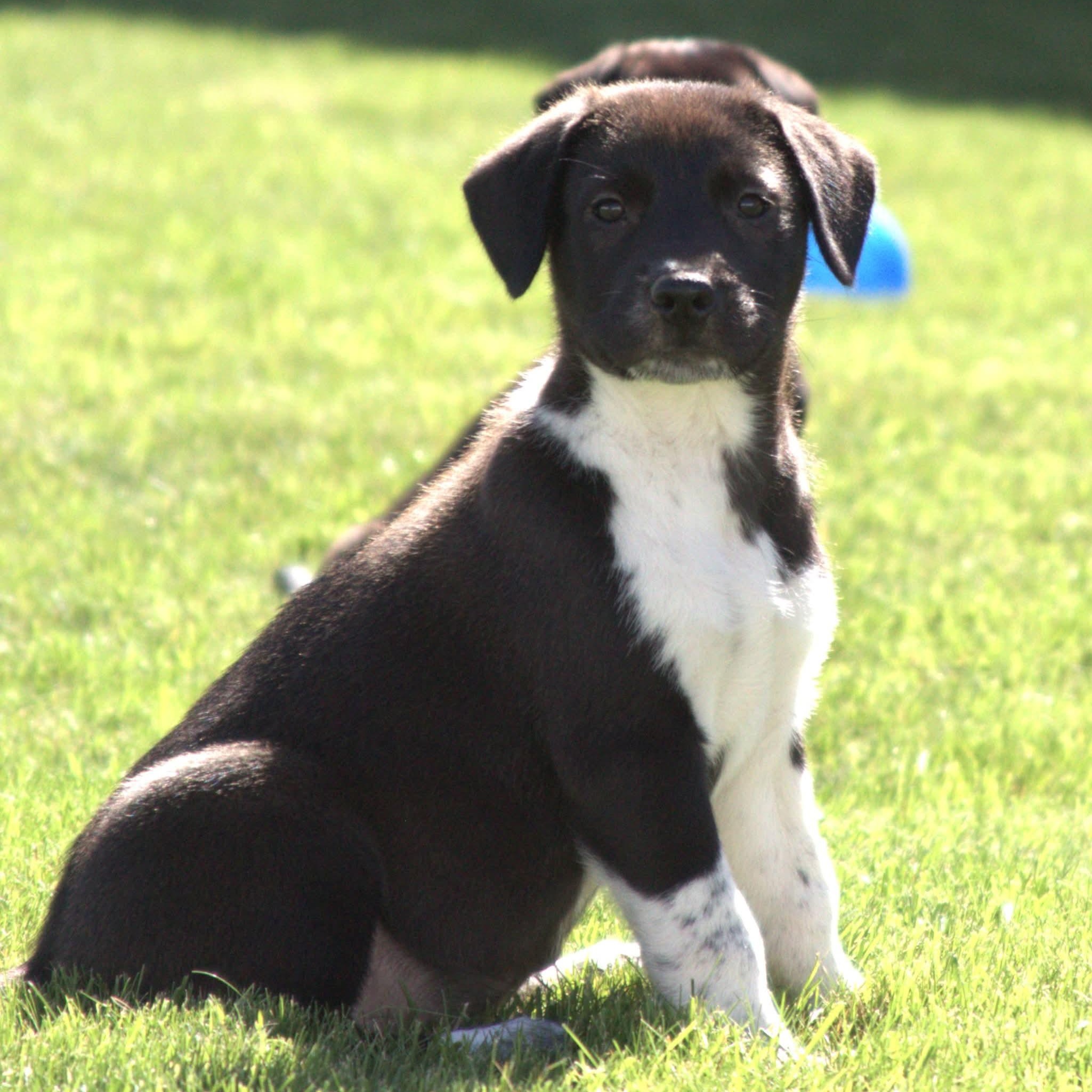 Enlarge Jay, a Adoptable mixed breed in Kentwood, MI image 2/6