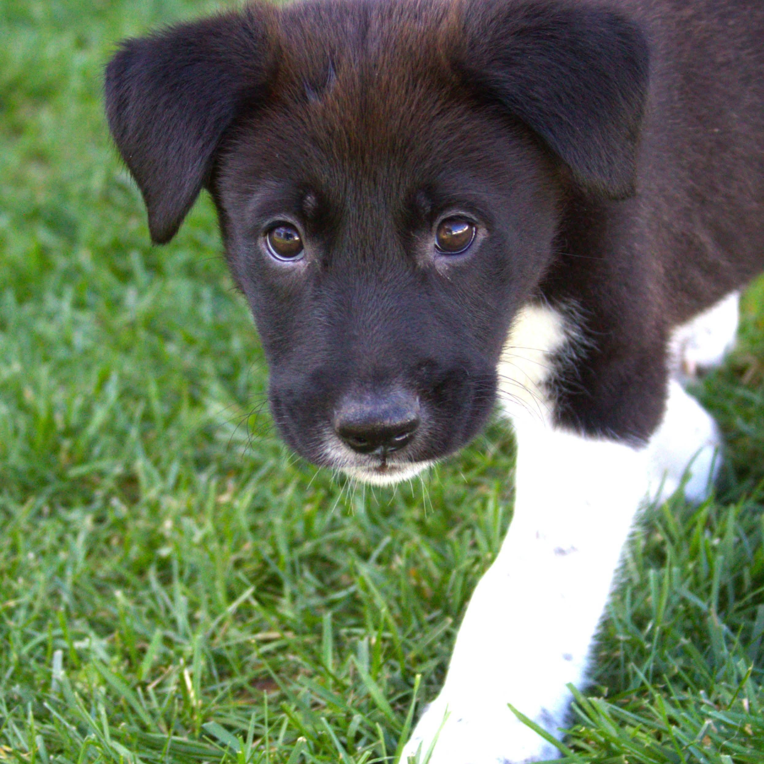 Enlarge Jay, a Adoptable mixed breed in Kentwood, MI image 5/6