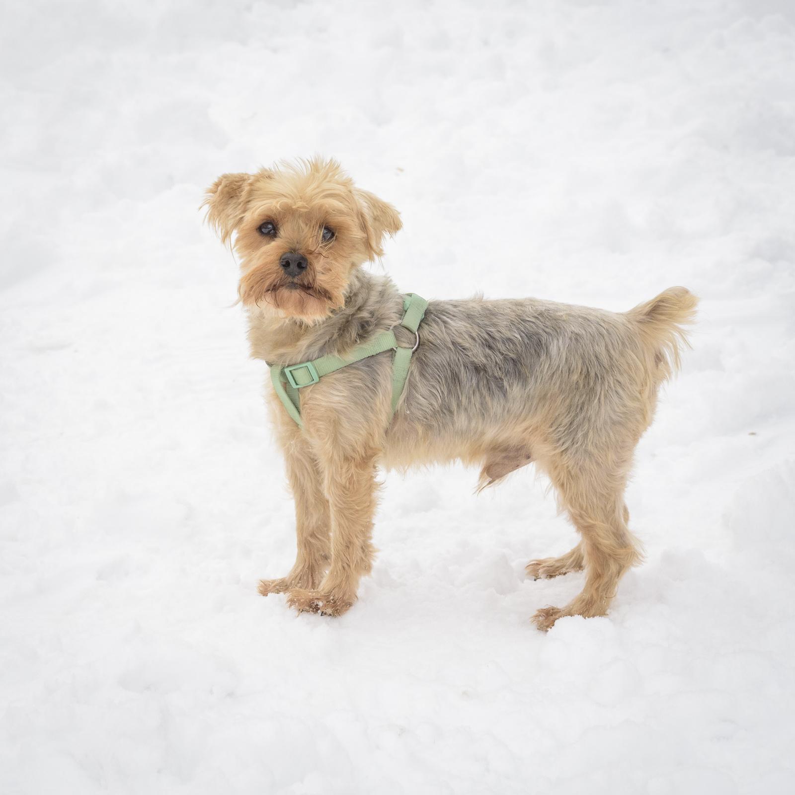 Enlarge Eduardo-1/15/26, an adopted Yorkshire Terrier in Lambertville, NJ image 3/3