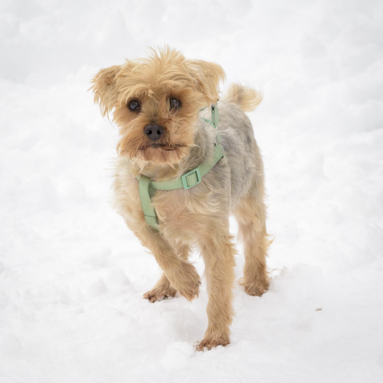 Enlarge Eduardo-1/15/26, an adopted Yorkshire Terrier in Lambertville, NJ image 2/3