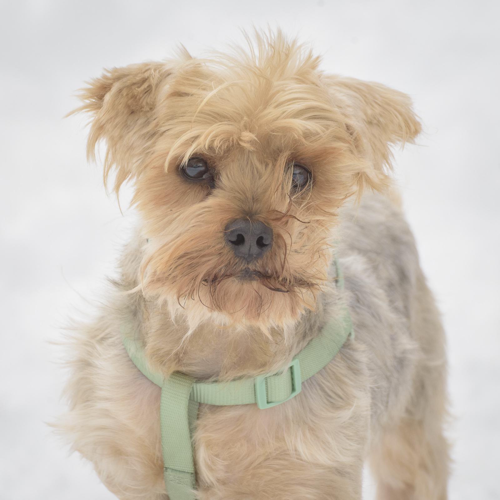 Eduardo-1/15/26, adopted, Adult Male Yorkshire Terrier.