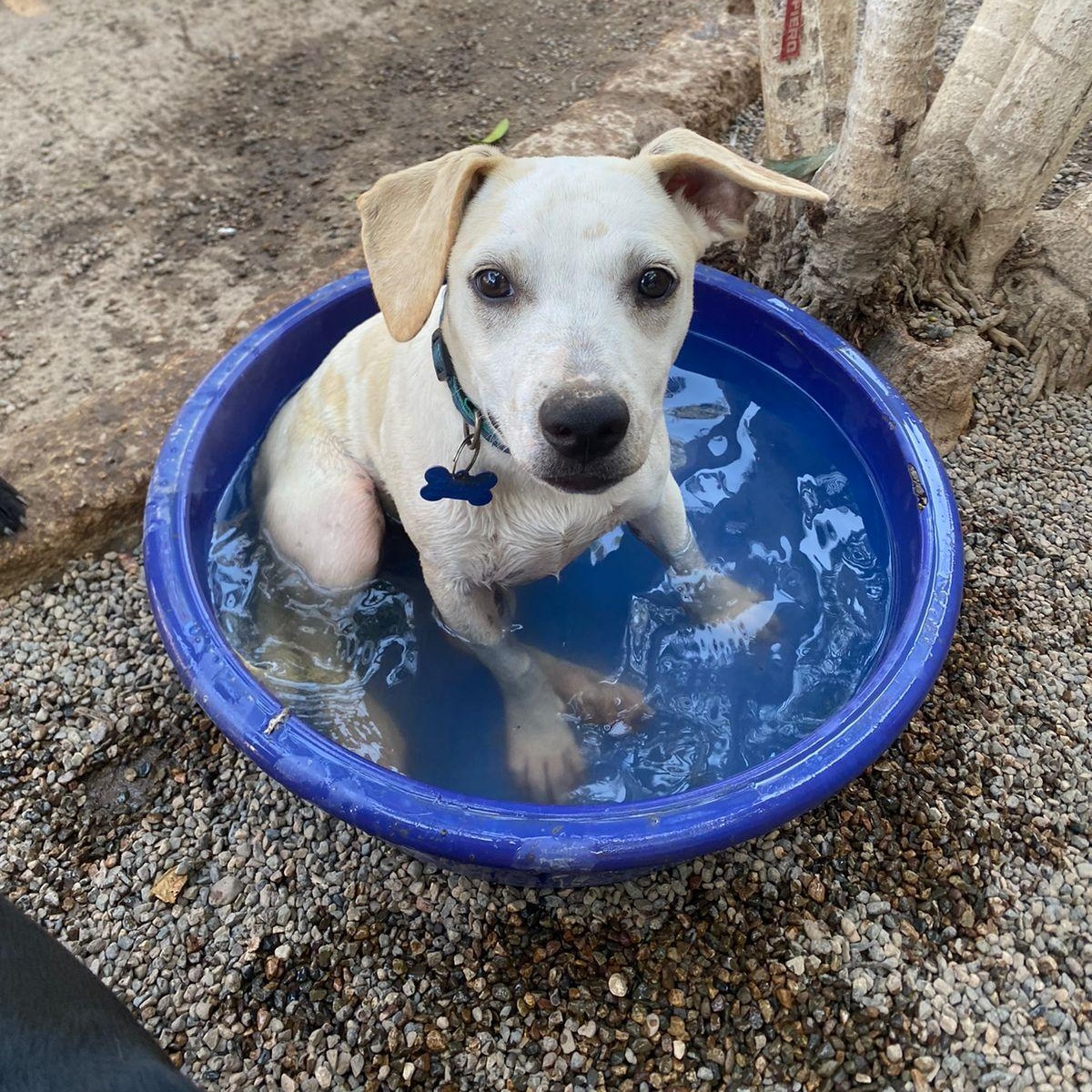 Gonzo, Young Male Mixed Breed