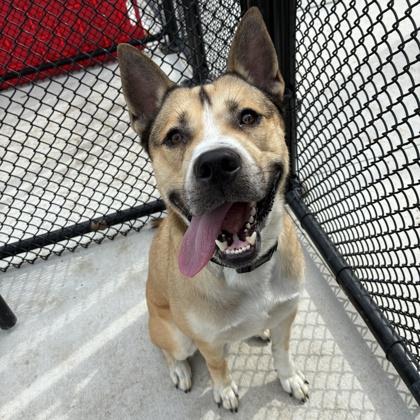 Oh Danny Boy, Adoptable, Adult Male Mixed Breed & Mixed Breed.