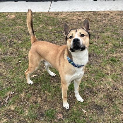 Enlarge Oh Danny Boy, a Adoptable mixed breed in Wheaton, IL image 1/3