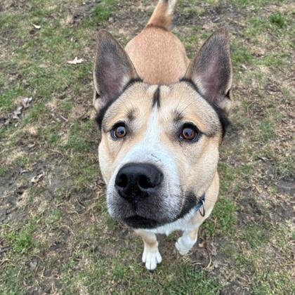 Enlarge Oh Danny Boy, a Adoptable mixed breed in Wheaton, IL image 2/3