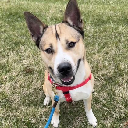 Enlarge Oh Danny Boy, a Adoptable mixed breed in Wheaton, IL image 3/3