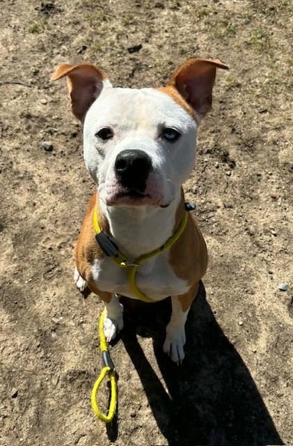 Storm, ADOPTABLE, Adult Male Pit Bull Terrier.