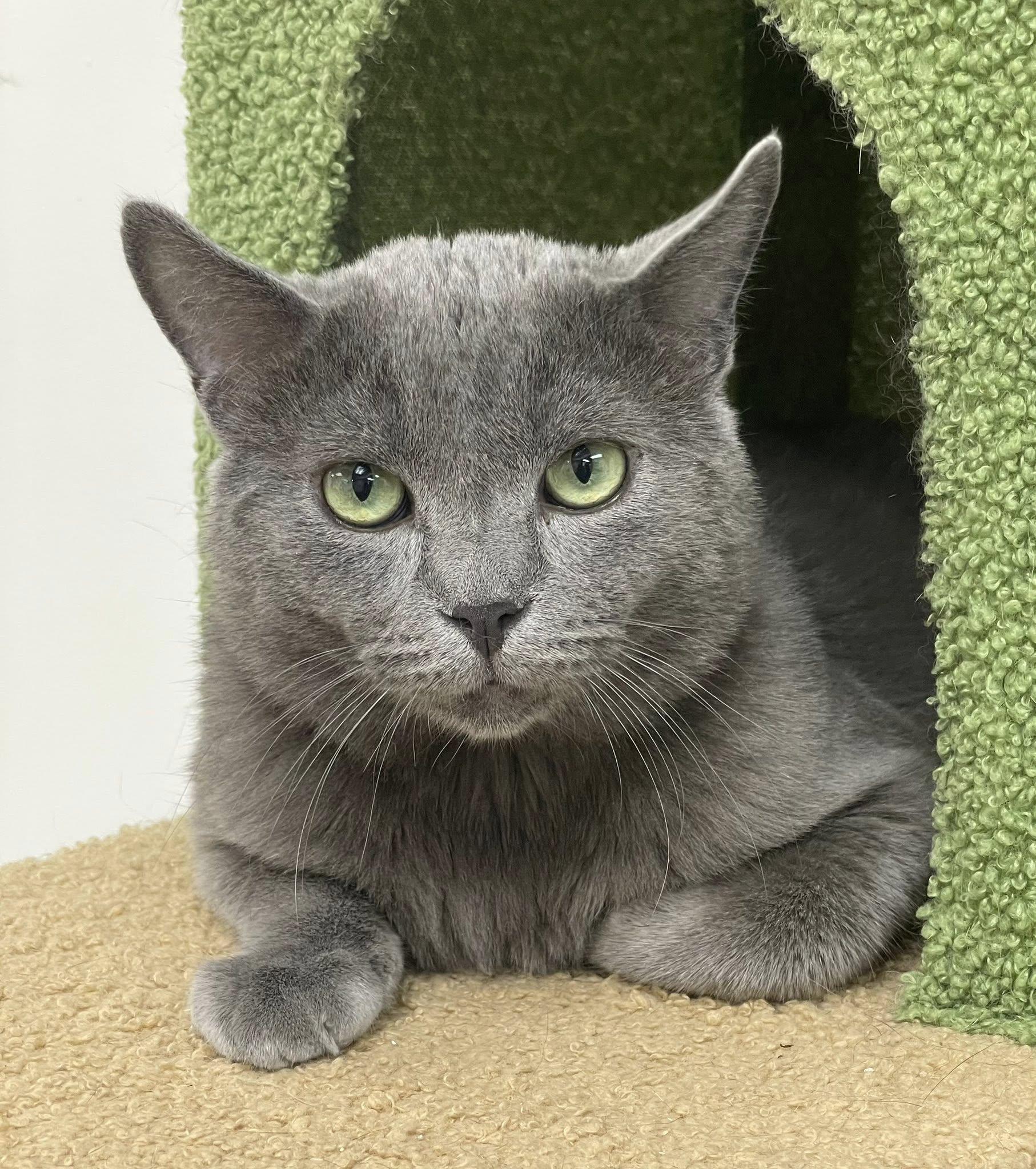 Shadow, ADOPTABLE, Adult Male Domestic Short Hair.