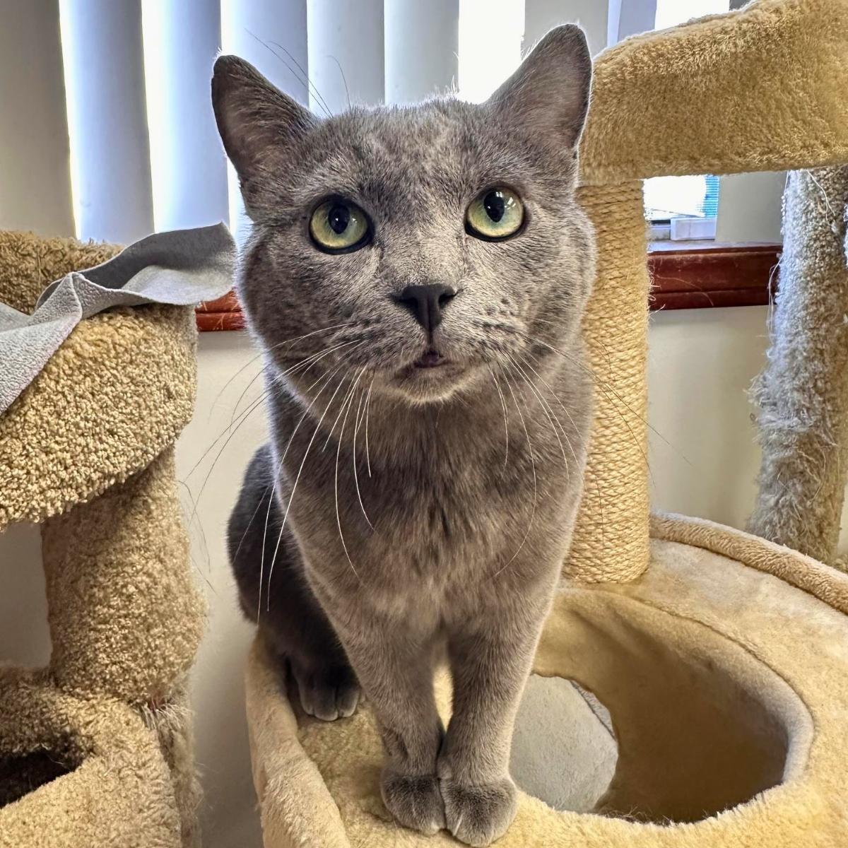 Enlarge Shadow, a ADOPTABLE Domestic Short Hair in Manhattan Beach, CA image 2/5
