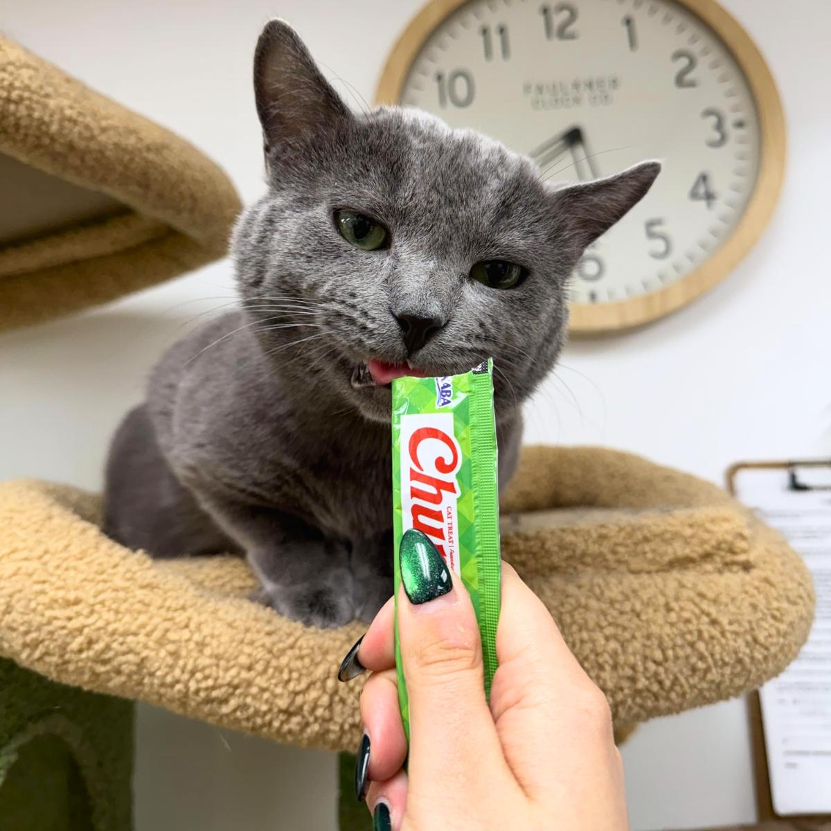 Enlarge Shadow, a ADOPTABLE Domestic Short Hair in Manhattan Beach, CA image 3/5