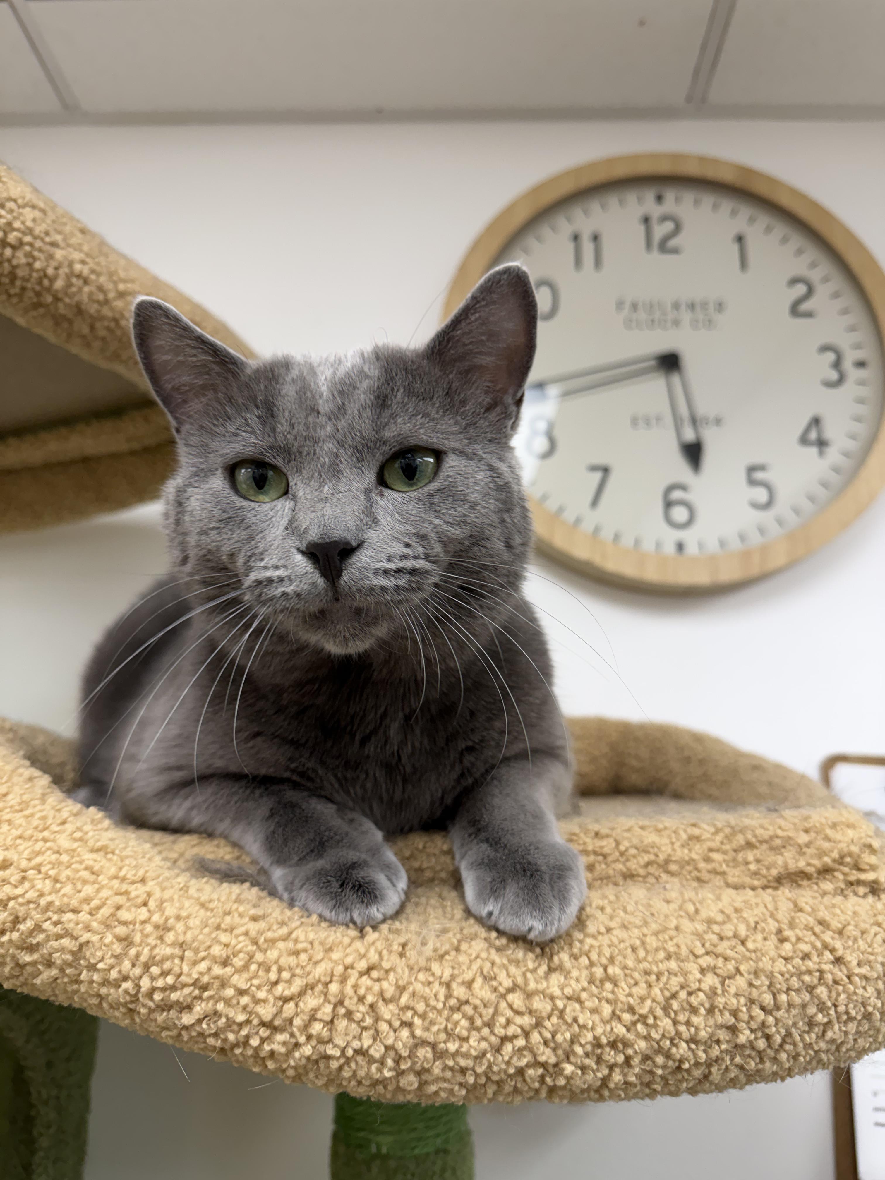 Enlarge Shadow, a ADOPTABLE Domestic Short Hair in Manhattan Beach, CA image 3/5