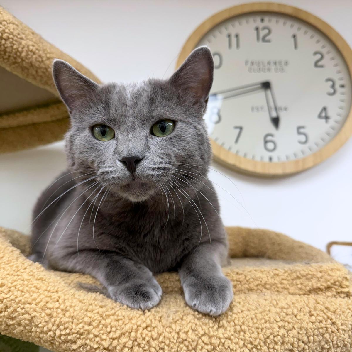 Enlarge Shadow, a ADOPTABLE Domestic Short Hair in Manhattan Beach, CA image 4/5