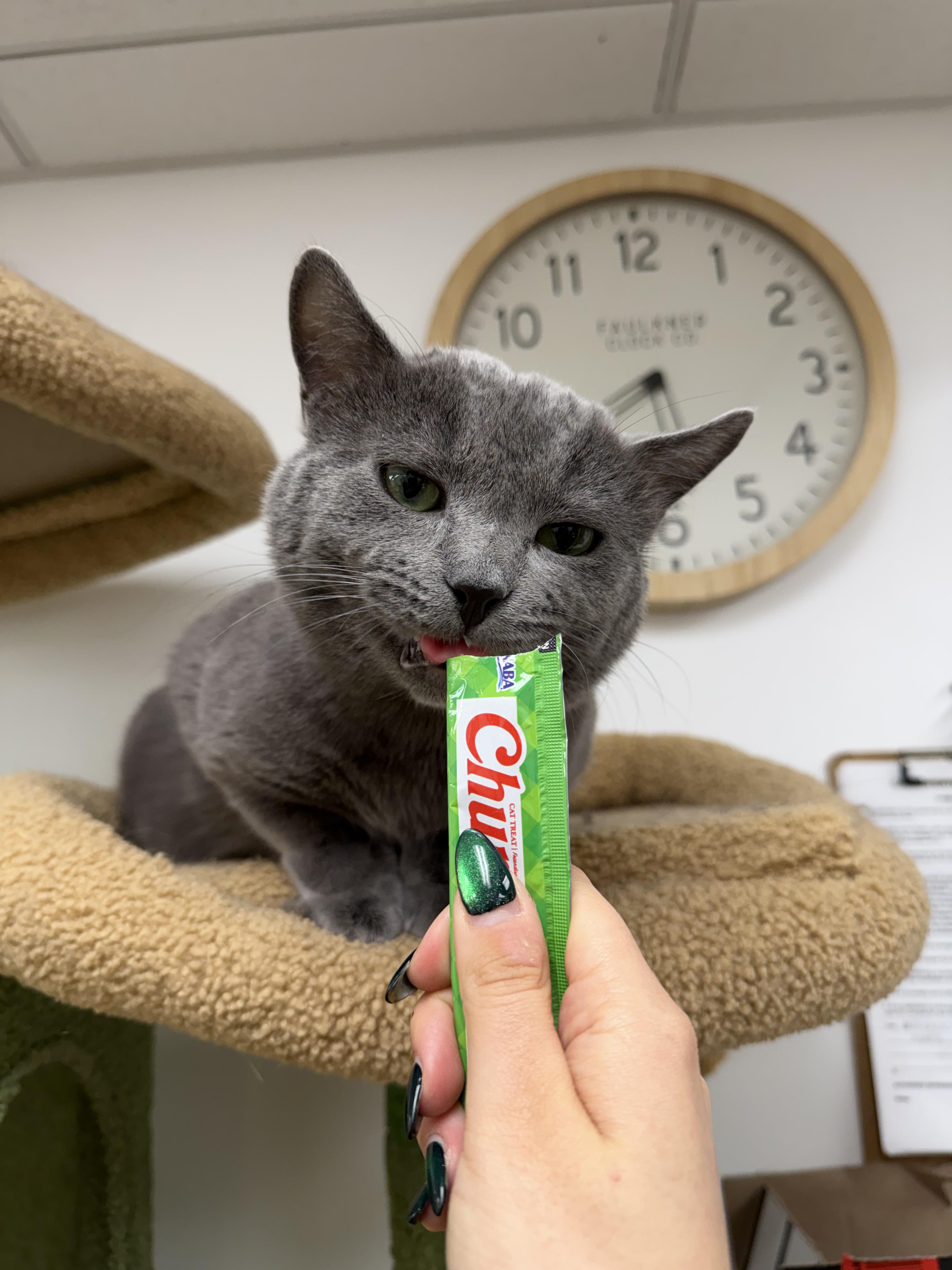 Enlarge Shadow, a ADOPTABLE Domestic Short Hair in Manhattan Beach, CA image 5/5