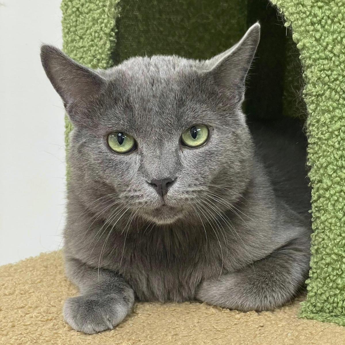 Enlarge Shadow, a ADOPTABLE Domestic Short Hair in Manhattan Beach, CA image 1/5