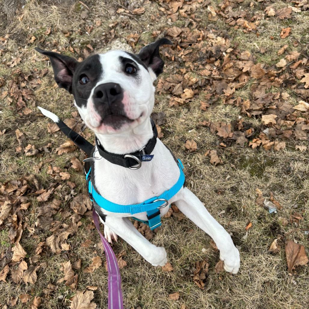 Enlarge Spot, a Adoptable Mixed Breed in Brookfield, WI image 1/6