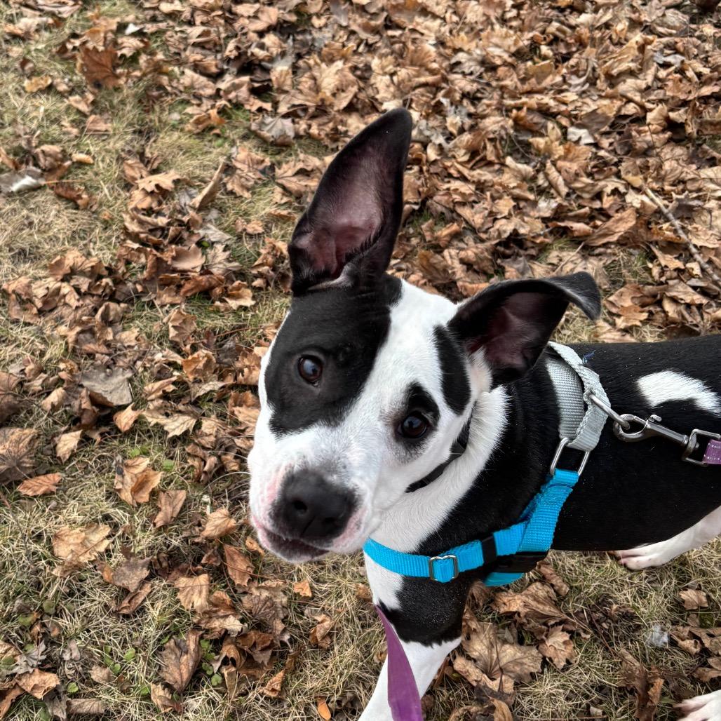 Enlarge Spot, a Adoptable Mixed Breed in Brookfield, WI image 2/6