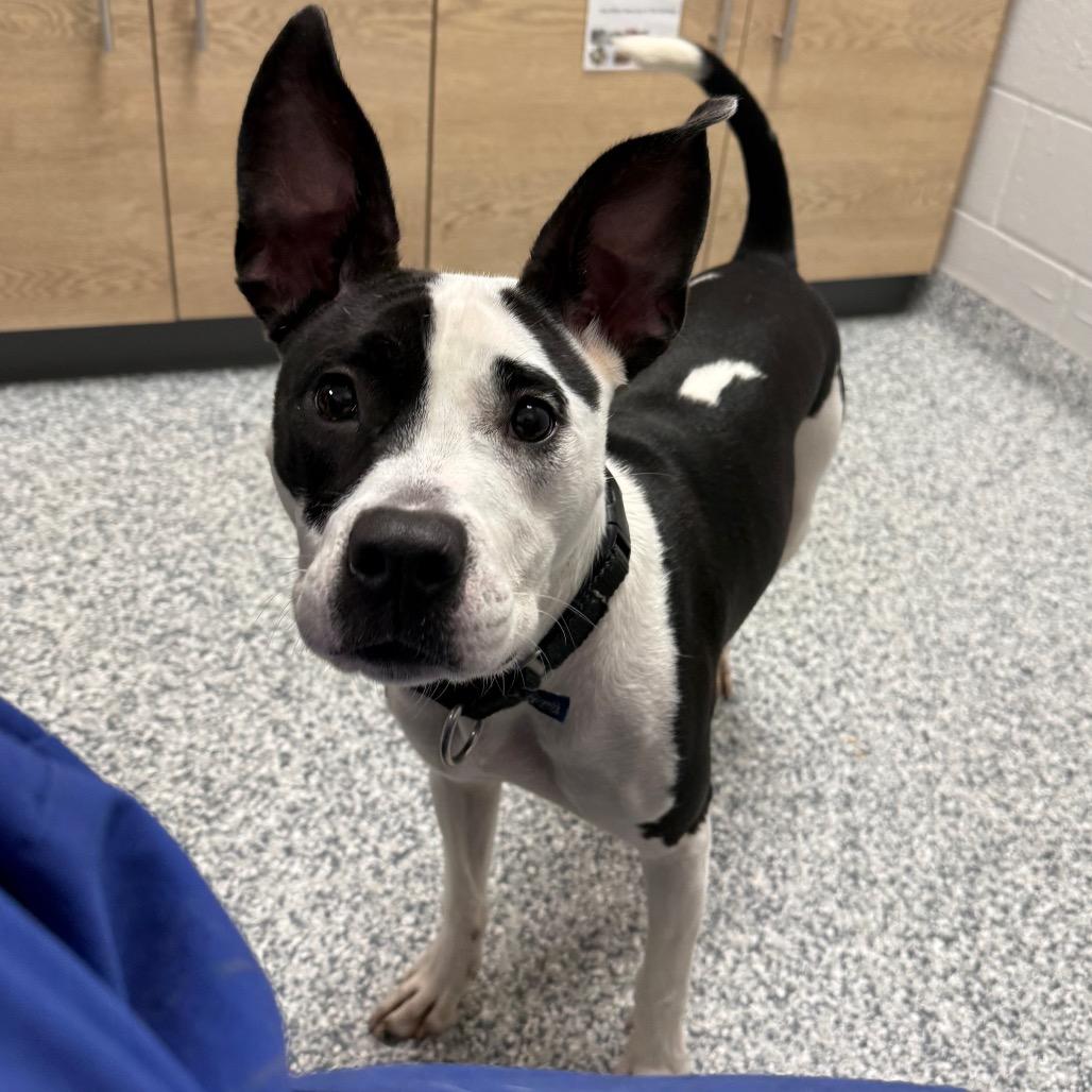 Enlarge Spot, a Adoptable Mixed Breed in Brookfield, WI image 3/6