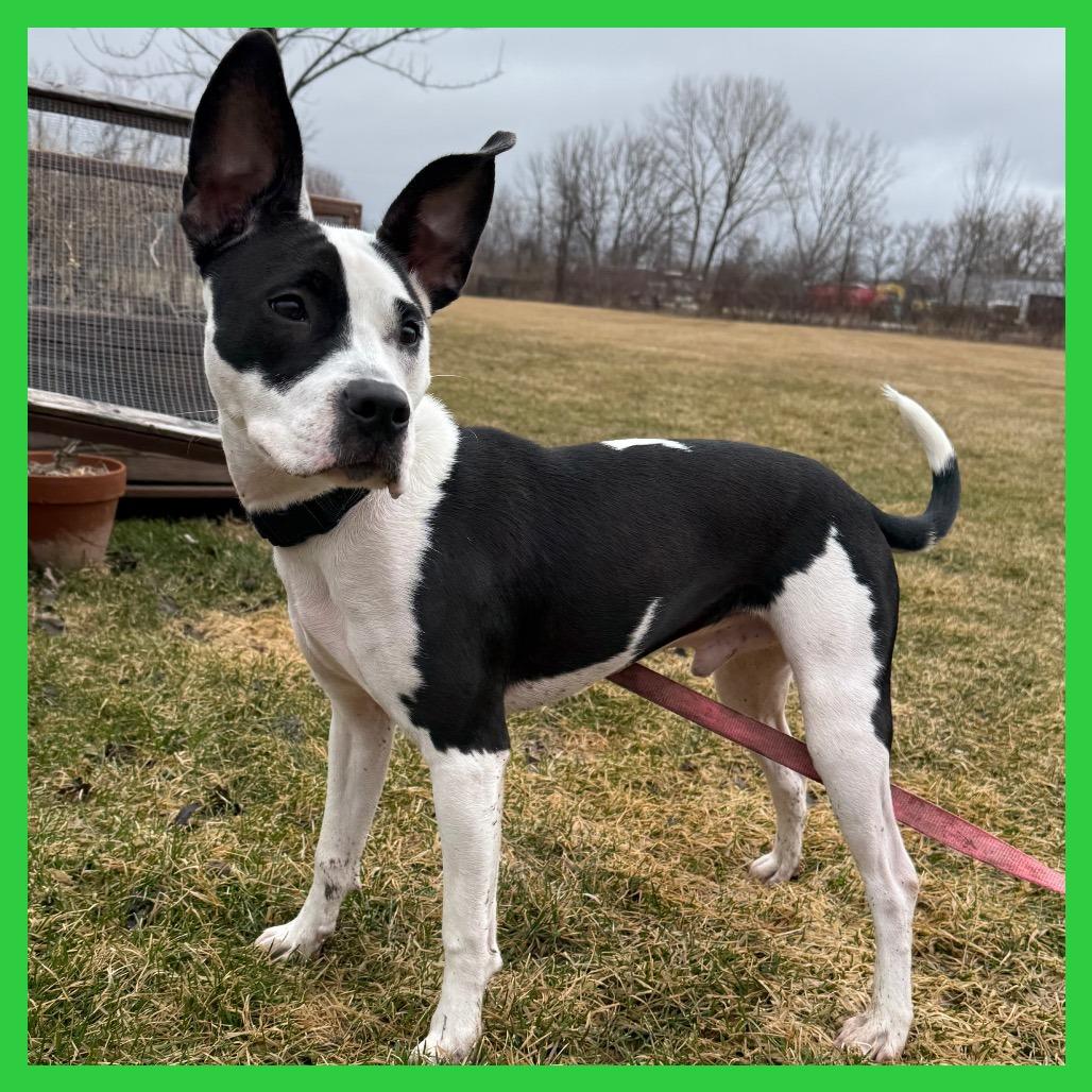 Enlarge Spot, a Adoptable Mixed Breed in Brookfield, WI image 4/6