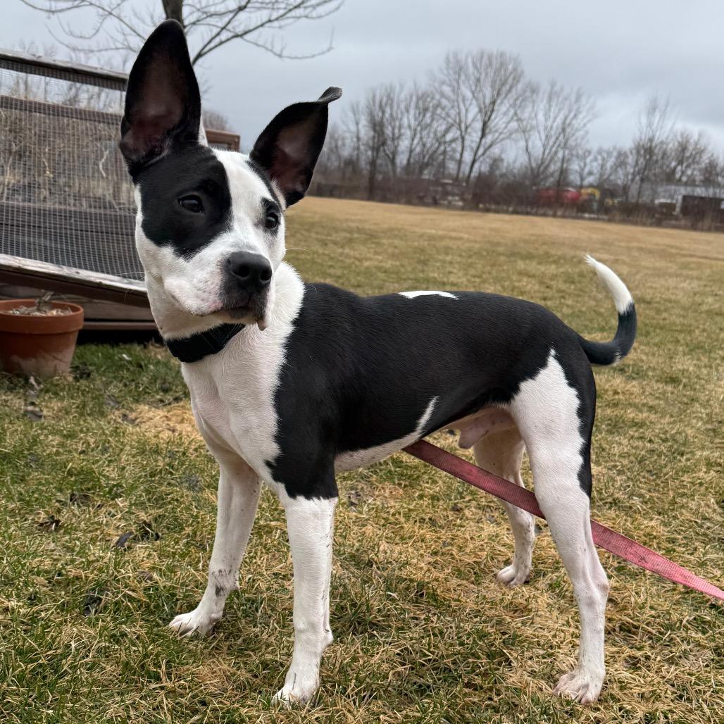 Enlarge Spot, a Adoptable Mixed Breed in Brookfield, WI image 6/6