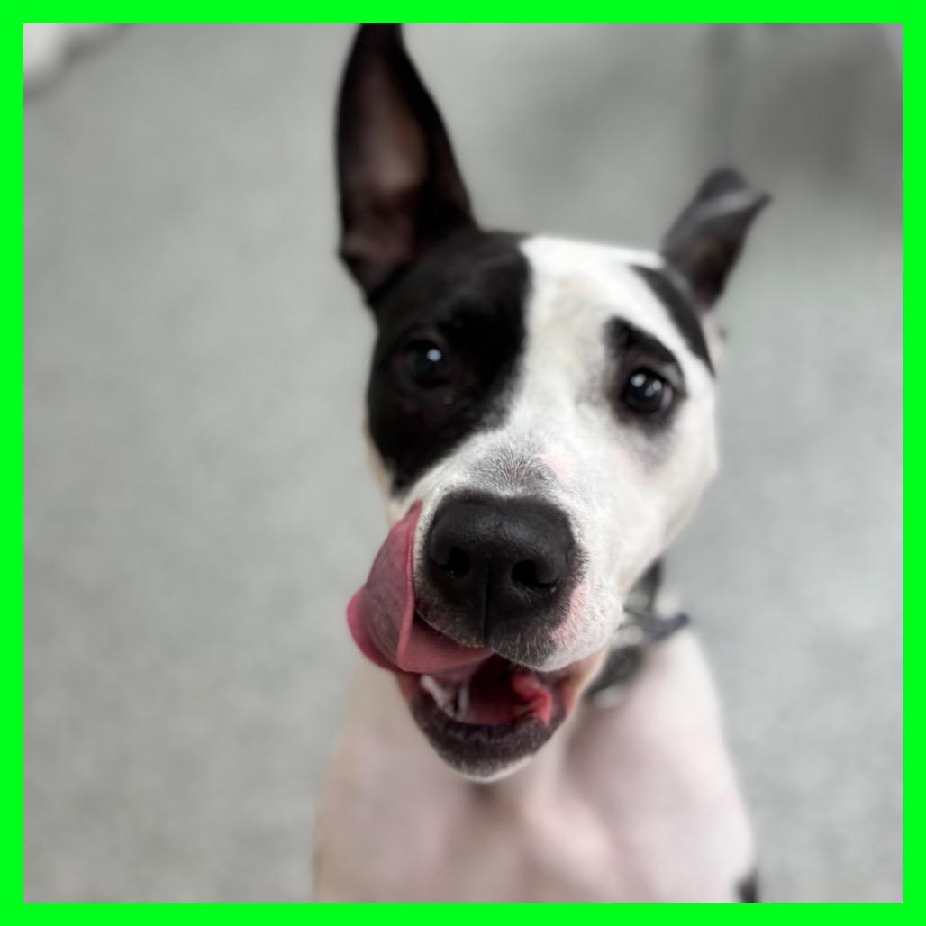 Enlarge Spot, a Adoptable Mixed Breed in Brookfield, WI image 6/6