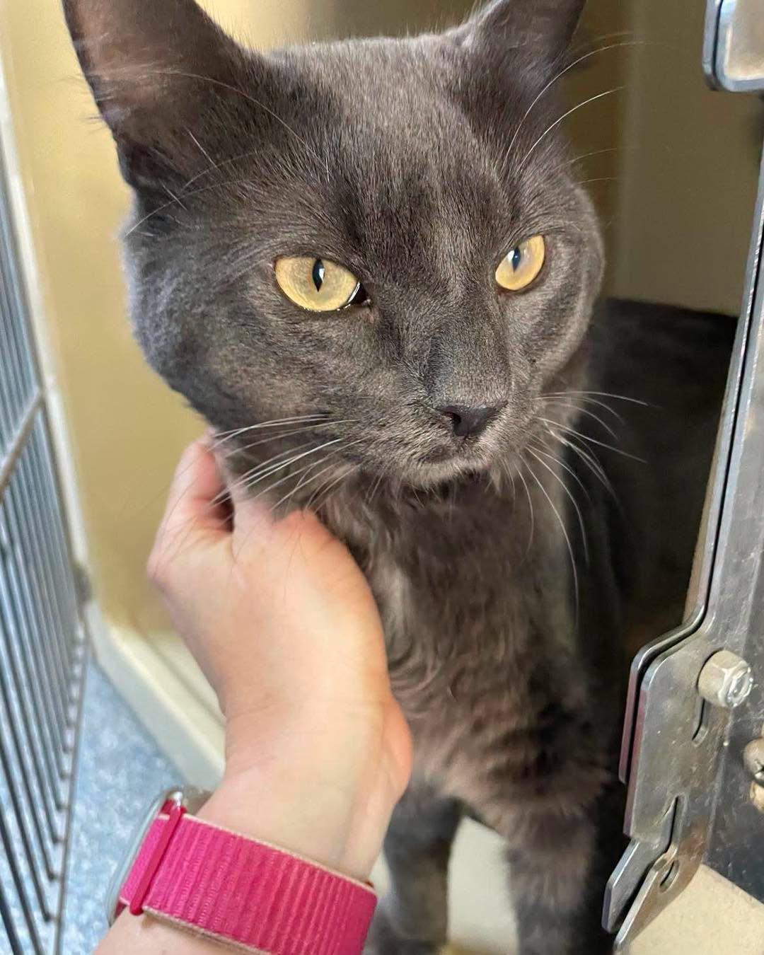 Earl Grey, ADOPTABLE, Adult Male Domestic Medium Hair.