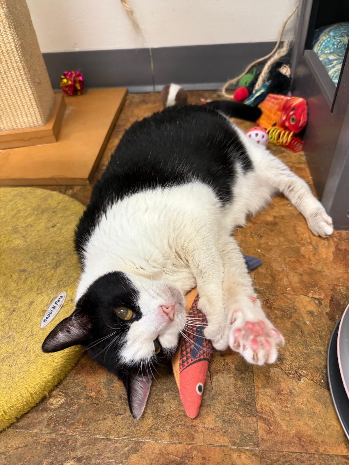 Muchacho, a Adoptable Domestic Short Hair in Miami Beach, FL image 2/5