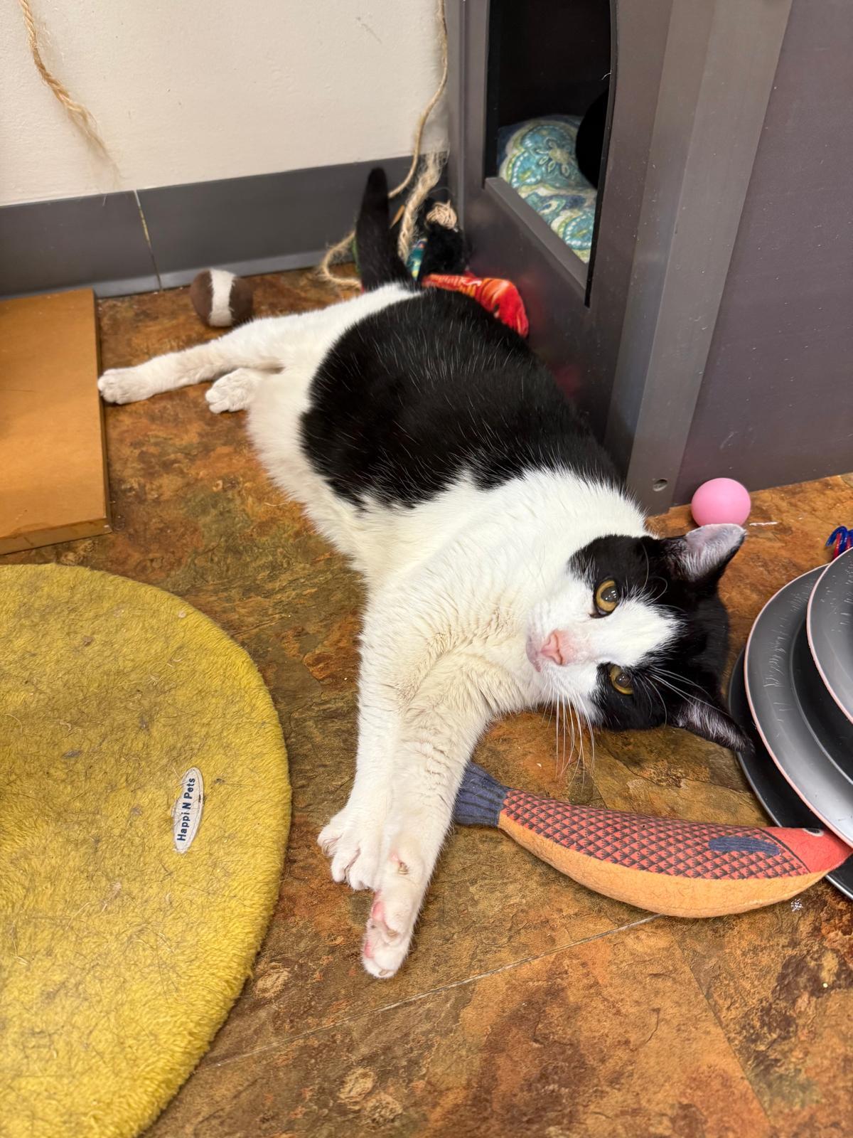 Muchacho, Adoptable, Adult Male Domestic Short Hair.