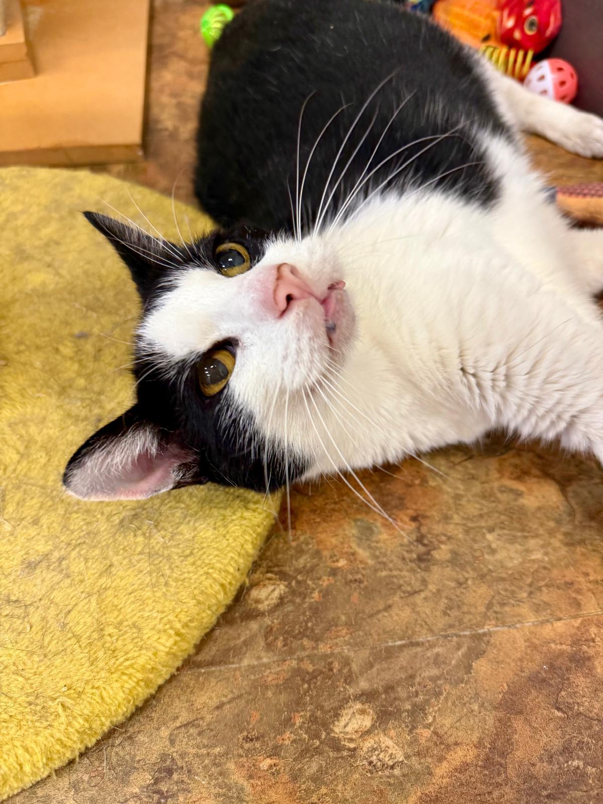 Muchacho, a Adoptable Domestic Short Hair in Miami Beach, FL image 4/5